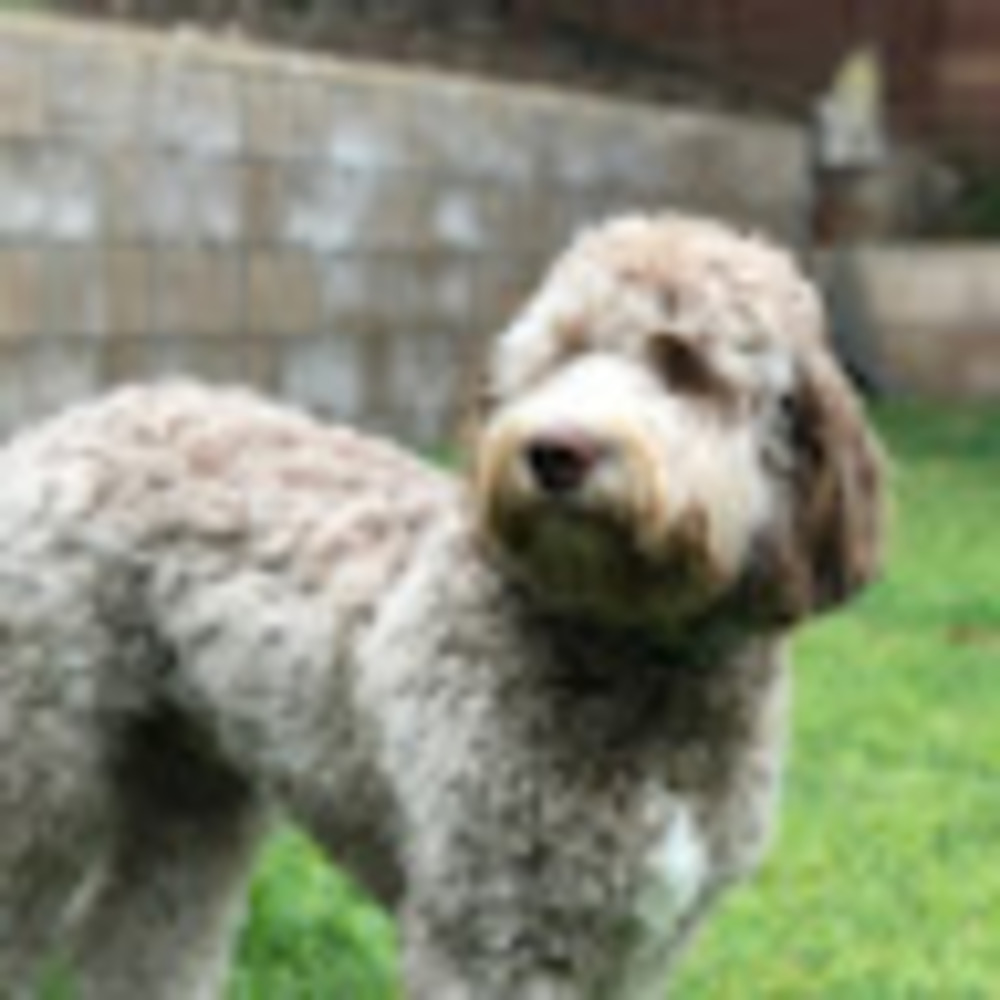 Meet your Posher, Patricia